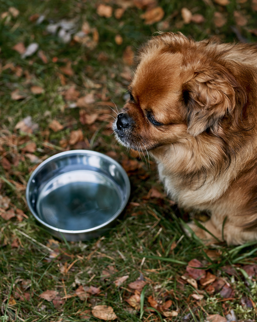 Herren | Active | Snow Peak | Dog Food Bowl