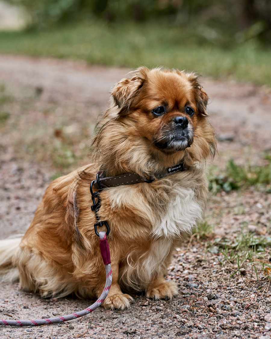 Herren | Für den Hund | Snow Peak | Dog Rope Lead Grey