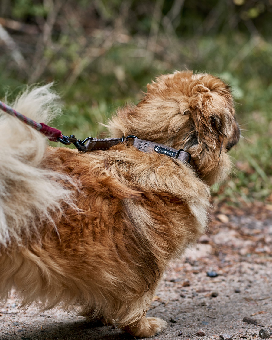 Herren | Active | Snow Peak | Dog Slip Collar Grey